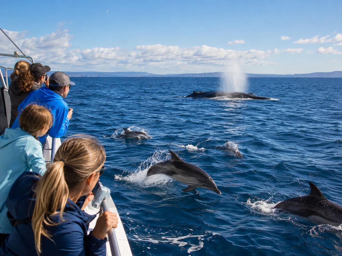 Observation de dauphins et baleines en mer