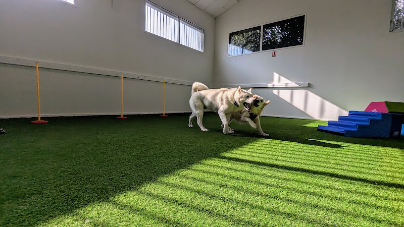 Cafés à Animaux (chats, chiens...)