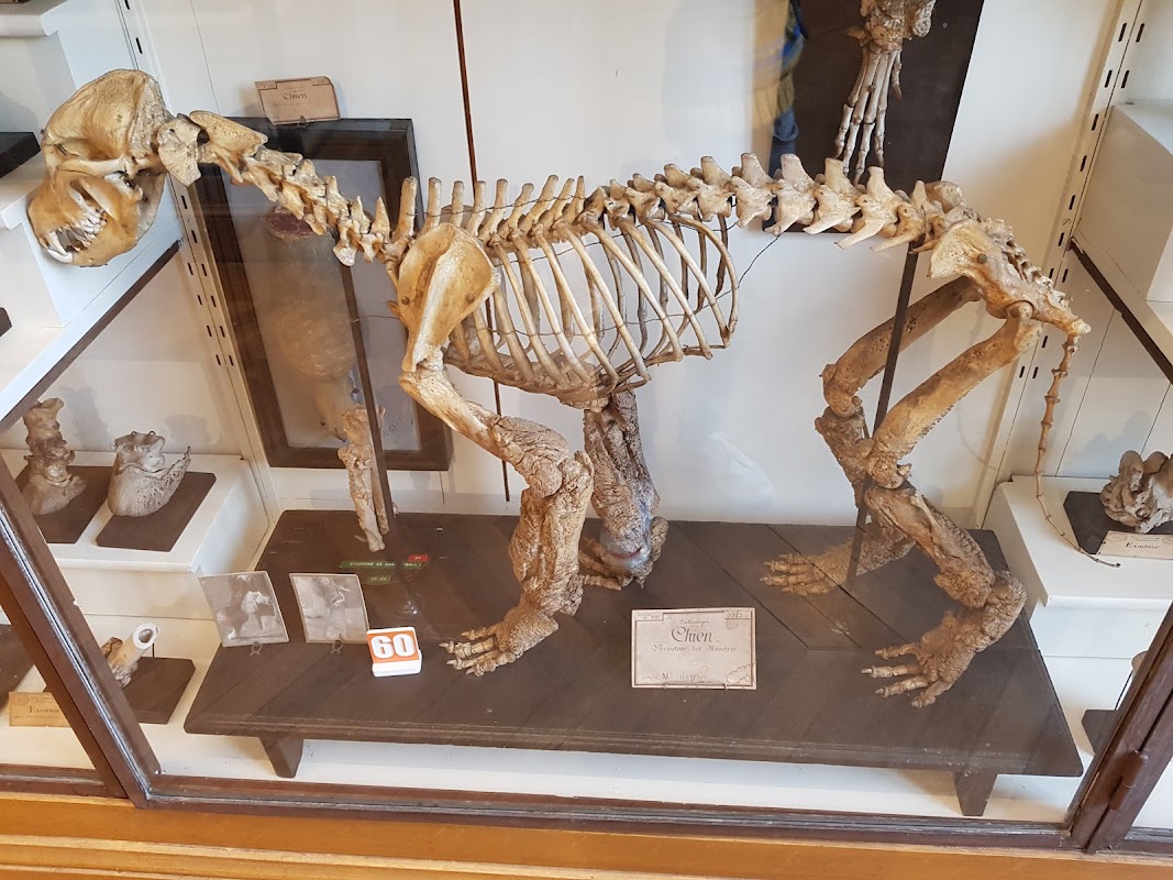 Musées d'histoire naturelle