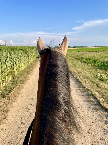 Cheval Nature Stras — Balade à cheval — Oberhausbergen