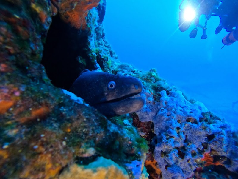 Le Poisson Scie - Baptêmes de plongée à Romans-sur-Isère — Baptême de plongée — Romans-sur-Isère