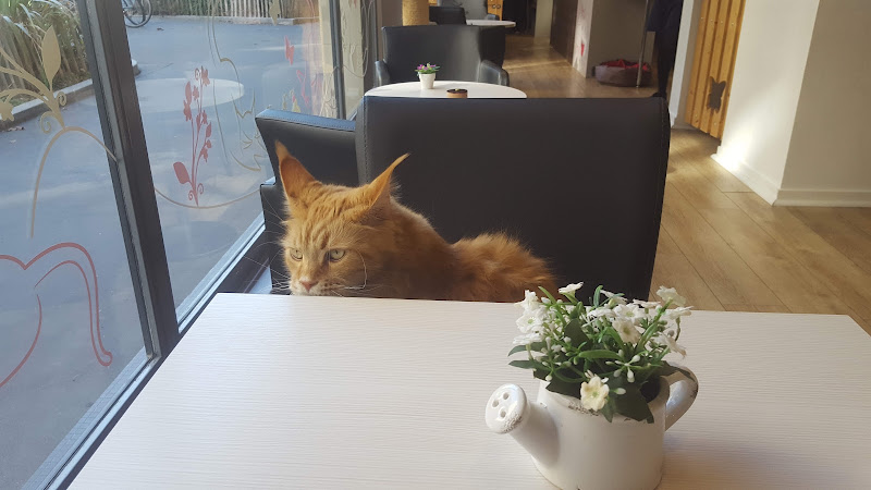 La Maison d’Elise - Bar à Chats - Nantes