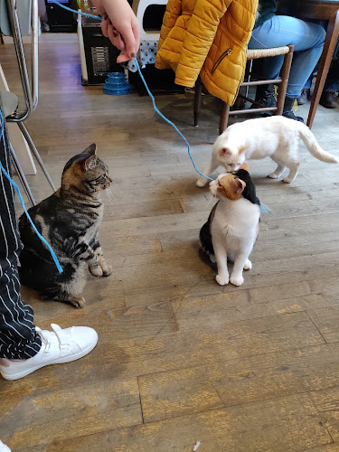 Salon de thé Le Chat Puccino Rennes