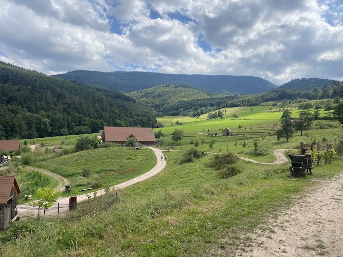 Ferme d’Argentin - cueillette et cuisine sauvage à Lièpvre — Cueillette sauvage & balades botaniques — Lièpvre