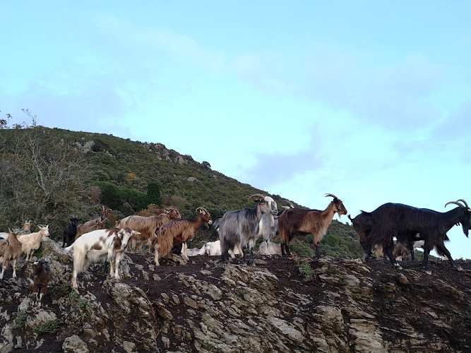 Capra Parc — traite des chèvres corses et dégustation de fromage — Tox