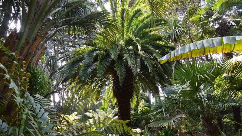 Jardin Georges Delaselle – 1 500 espèces sur l’Île de Batz — Île-de-Batz