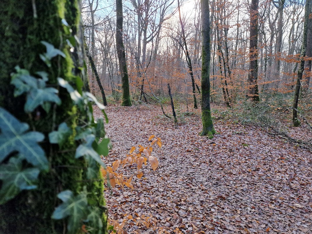 Balade en forêt