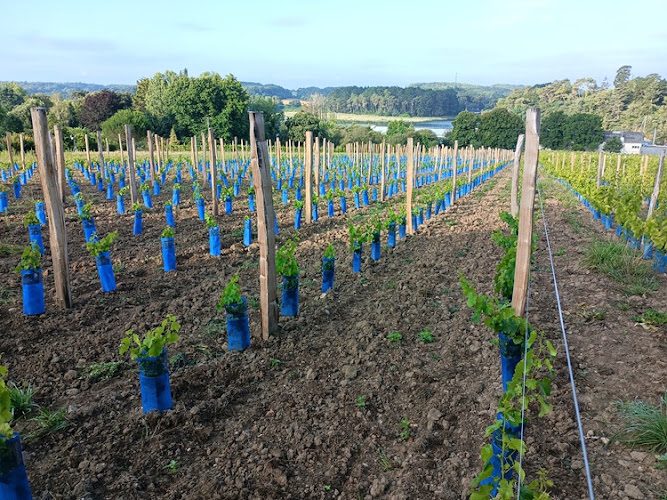 Les Vignes de Saint Goustan — Découverte des terroirs et vignobles & dégustations — Auray
