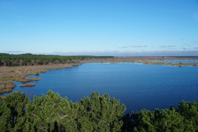 Réserve de l’Étang de Cousseau - 600 ha entre dunes, étang et marais - Observation de la faune et des oiseaux - Lacanau