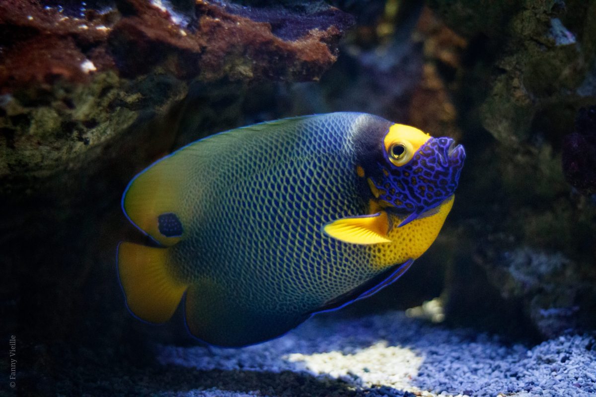 Aquarium Refuge de Limoges — Visiter un Aquarium — Limoges