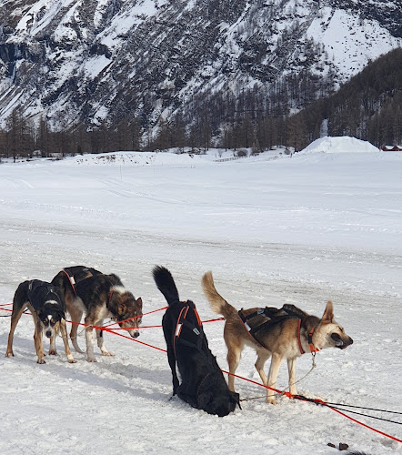 Husky Adventure HAD2 Max — Chiens de traîneau — Villarodin-Bourget