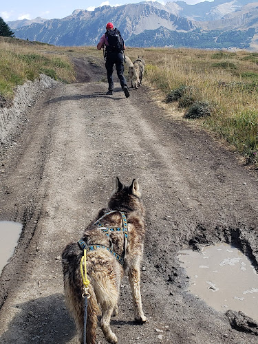 Chiens de traineaux, Vars, Hautes Alpes - Mush And Co — Cani-Rando — Vars