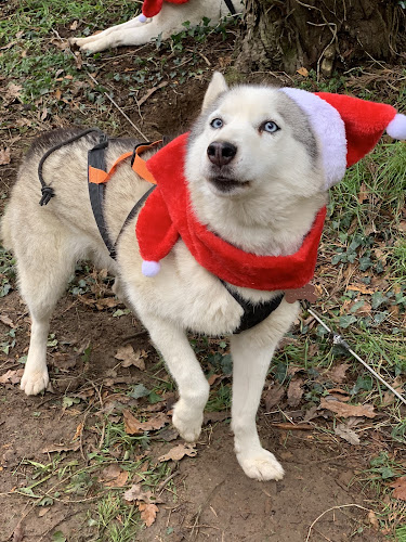 Cani Rando Sibérienne PNCRS35 — Bourg-des-Comptes