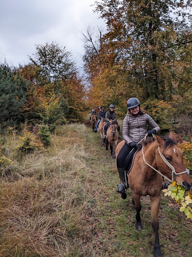 Henson Pays de Fontainebleau - Balades à cheval — Balade à cheval — Saint-Martin-en-Bière