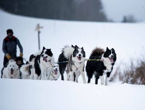 La Vallée des Laïkas - traîneau et kart avec des chiens de Iakoutie - La Pesse
