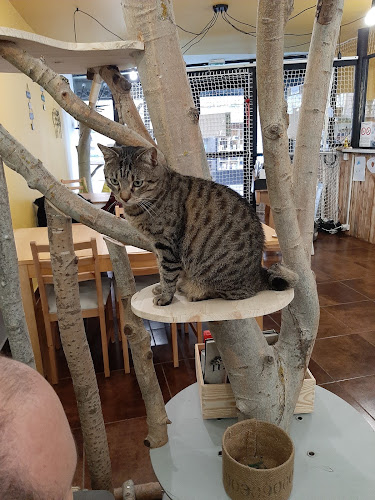 CHAT - COLAT
