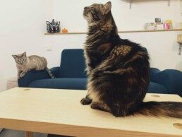 Meow Cats Café - Cats & Coffee (+10 ans uniquement) — Cafés à Animaux (chats, chiens...) — Aix-en-Provence