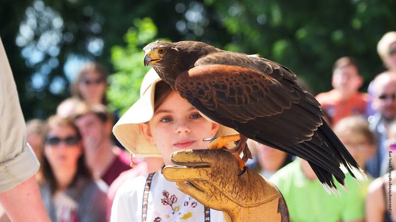La Volerie des Aigles - Visite d'un Zoo / Parc zoologique - Kintzheim