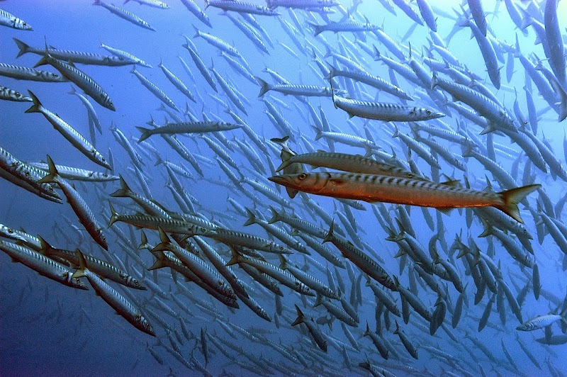 Bormes Plongée - exploration à Port-Cros, Gabinière et épaves du Var — Plongée sous-marine & exploration — Bormes-les-Mimosas