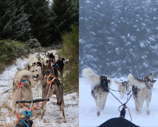 Artik Basterds Mushing - Chiens de Traîneaux — Lanarce