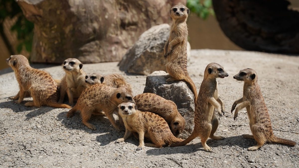 Jardin Zoologique Tropical — Anniversaire enfant — La Londe-les-Maures