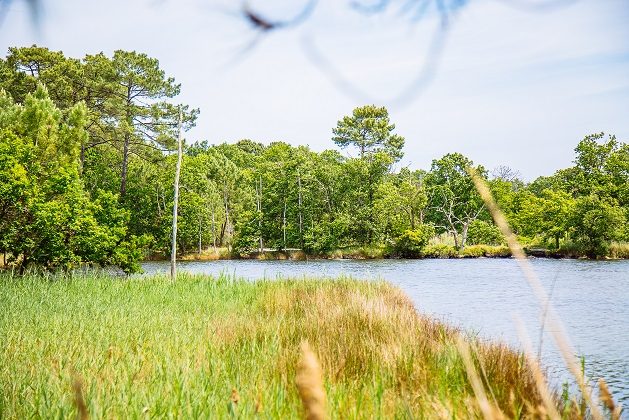 Domaine de Saint-Brice à Arès - balade entre dunes, étangs et Bassin - Promenade / Balade nature - Arès
