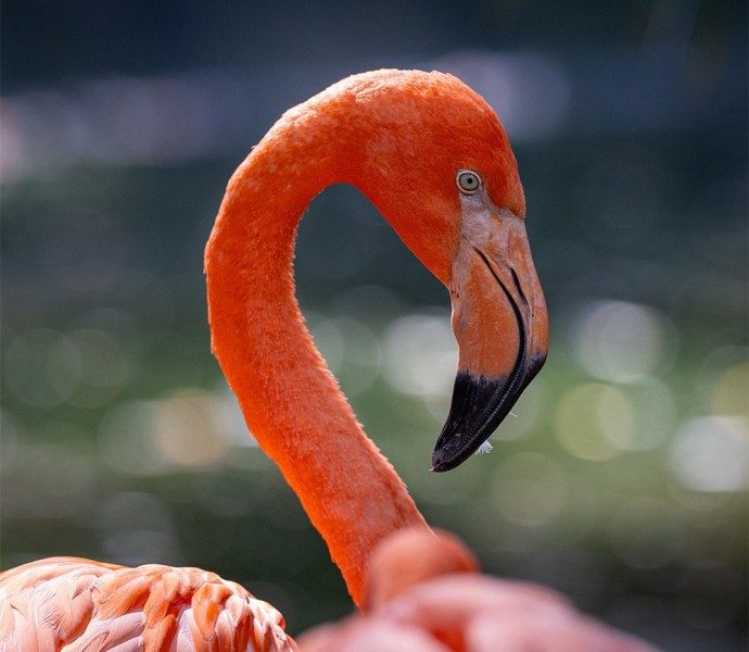 Les Terres de Nataé — Visite d'un Zoo / Parc zoologique — Pont-Scorff