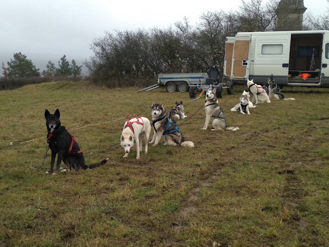 Evasion Polaire (Chiens de traineau Aube) — Cani-Rando — Mussy-sur-Seine