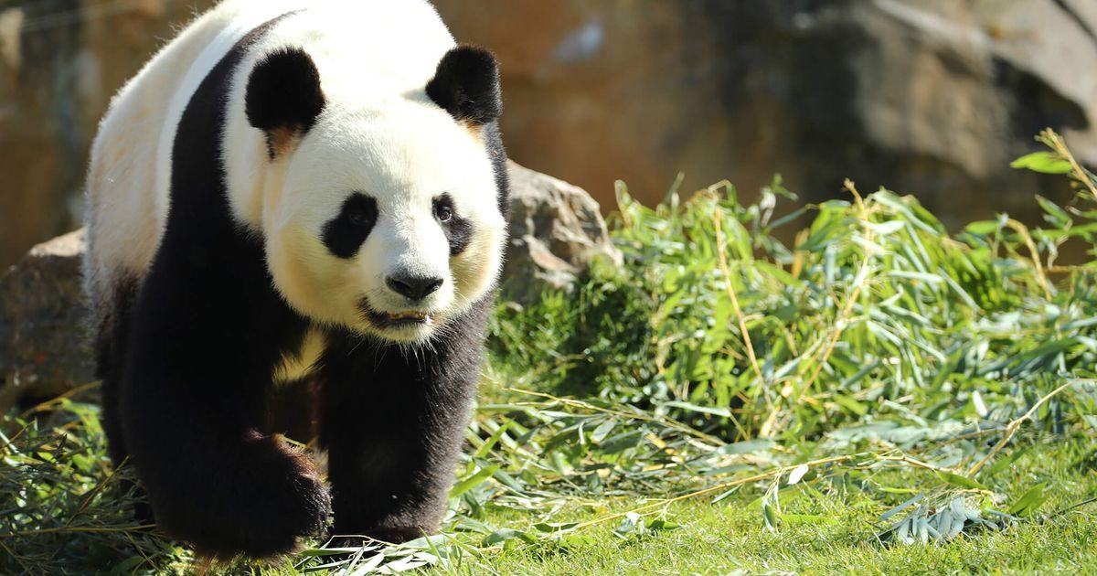 ZooParc de Beauval — Visite d'un Zoo / Parc zoologique — Saint-Aignan