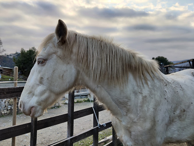 DOMAINE DE MASSAC — Balade à cheval — Aspremont