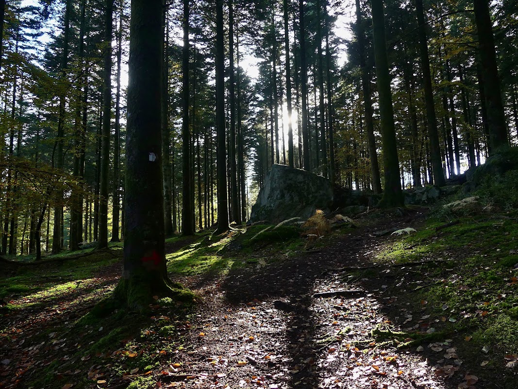 Forêt de Écouves