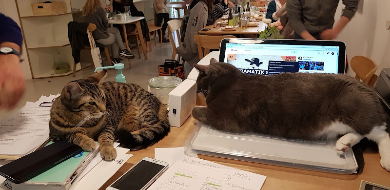 Le coin des chat'mis - Café à chats