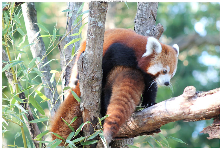 Zoo d'Amiens Métropole — Anniversaire enfant — Amiens