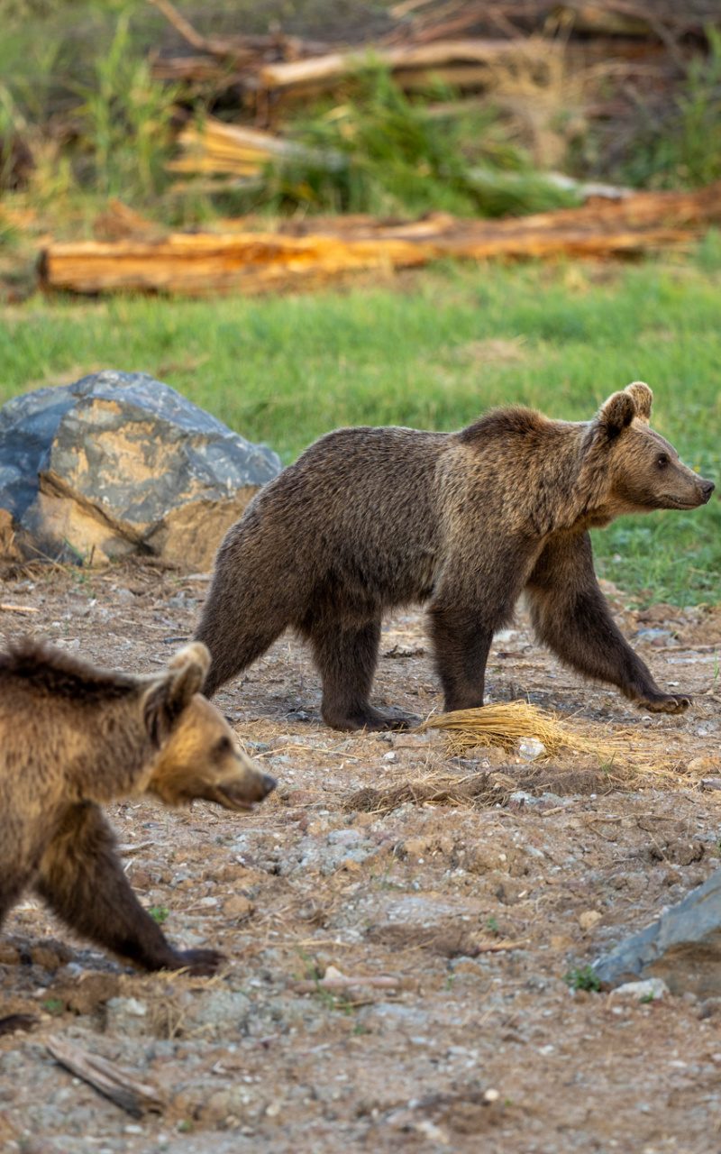 Parc Animalier de Sainte-Croix — Visite d'un Zoo / Parc zoologique — Rhodes