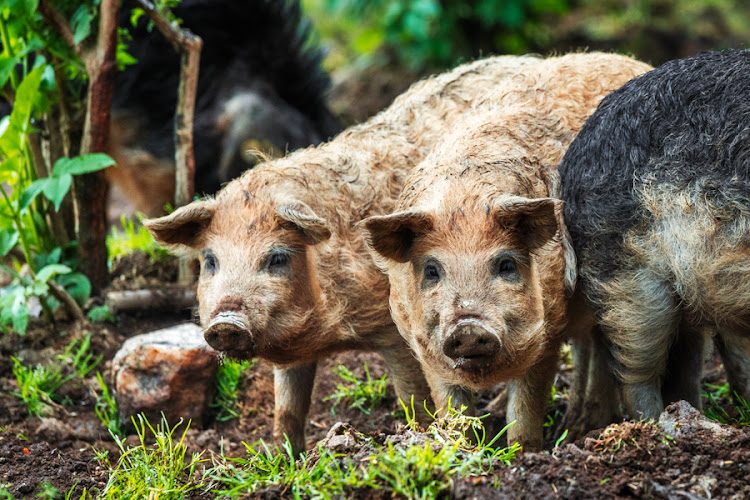 Domaine du Catié - élevage de cochons Mangalica en forêt - Rencontre & dégustation chez le producteur - Le Rialet