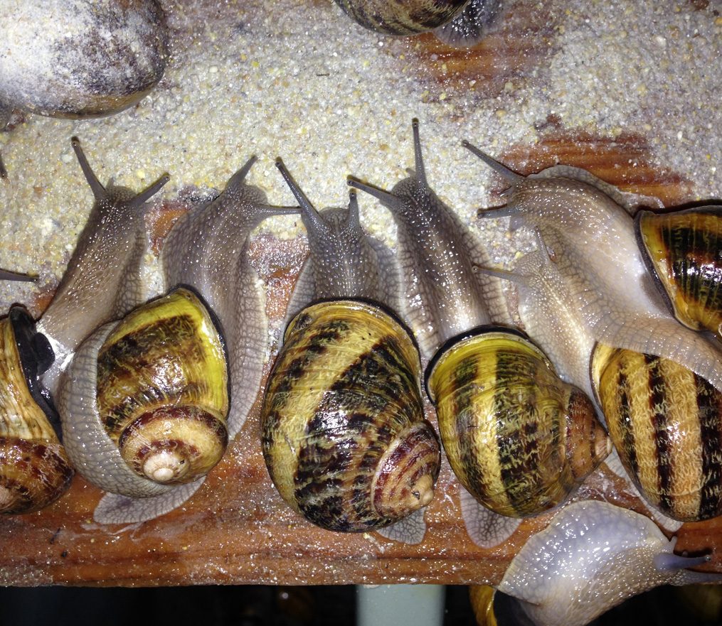 La Cagouille Charentaise — visite de l’élevage d’escargots