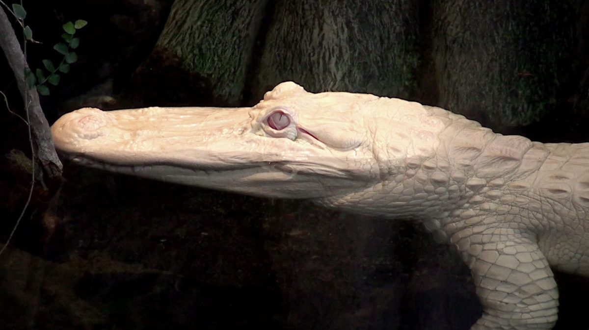 Alligator Bay — Visite d'un Zoo / Parc zoologique — Beauvoir