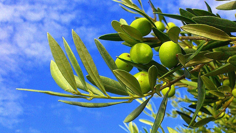 Moulin du Comtat — visite et dégustation d’huile d’olive à Caromb — Rencontre & dégustation chez le producteur — Caromb
