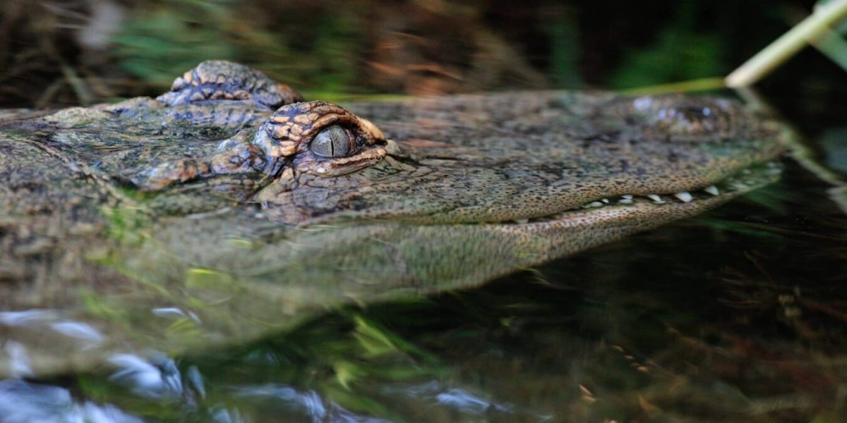 Parc Zoologique et Botanique de Mulhouse