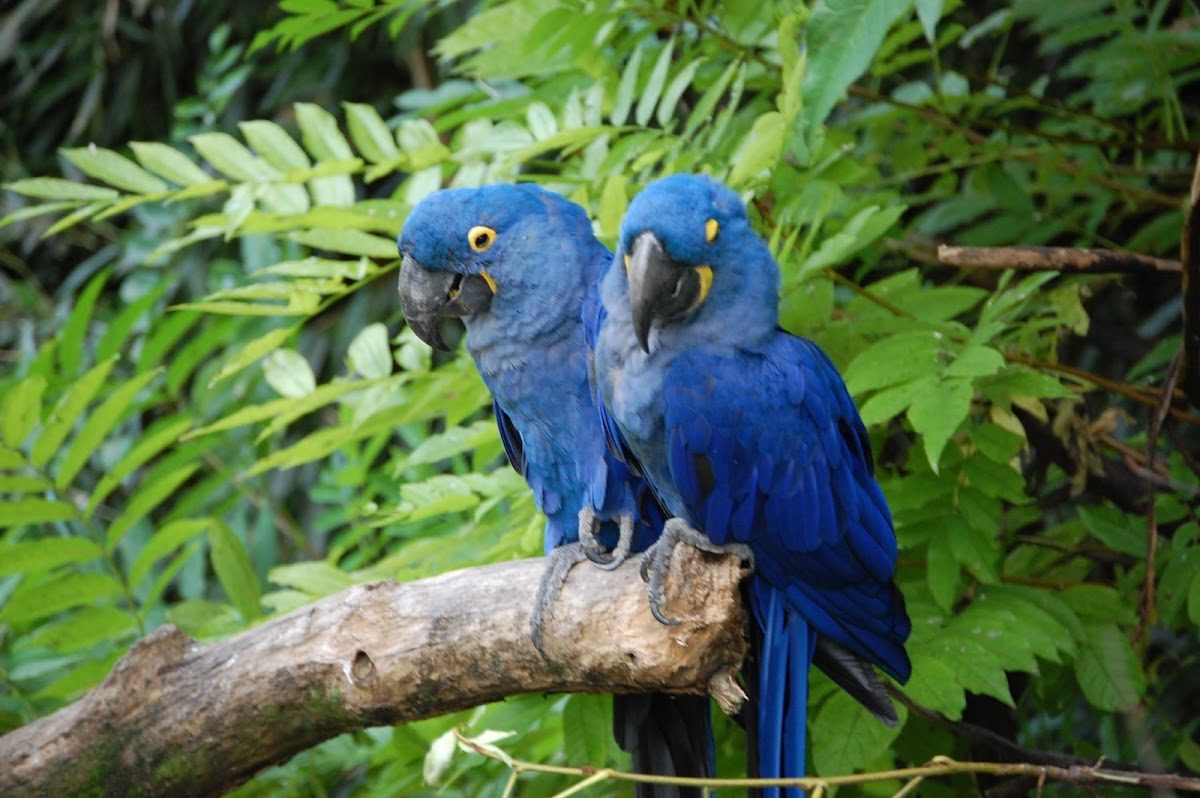 Parc des Oiseaux