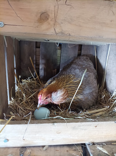 La Ferme de la Marinette — Balade à cheval — Chapdes-Beaufort