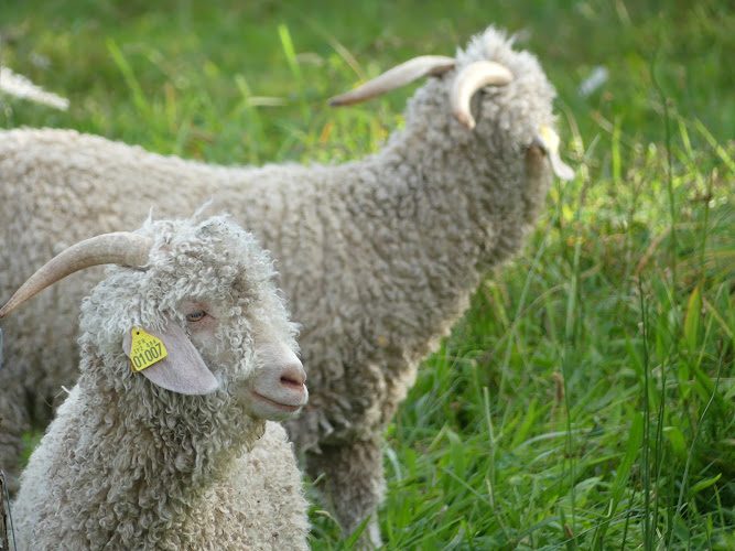 Mohair de l'Erdre - nuit en tipi parmi les chèvres angora à Casson - Yourtes & Tipis - Casson