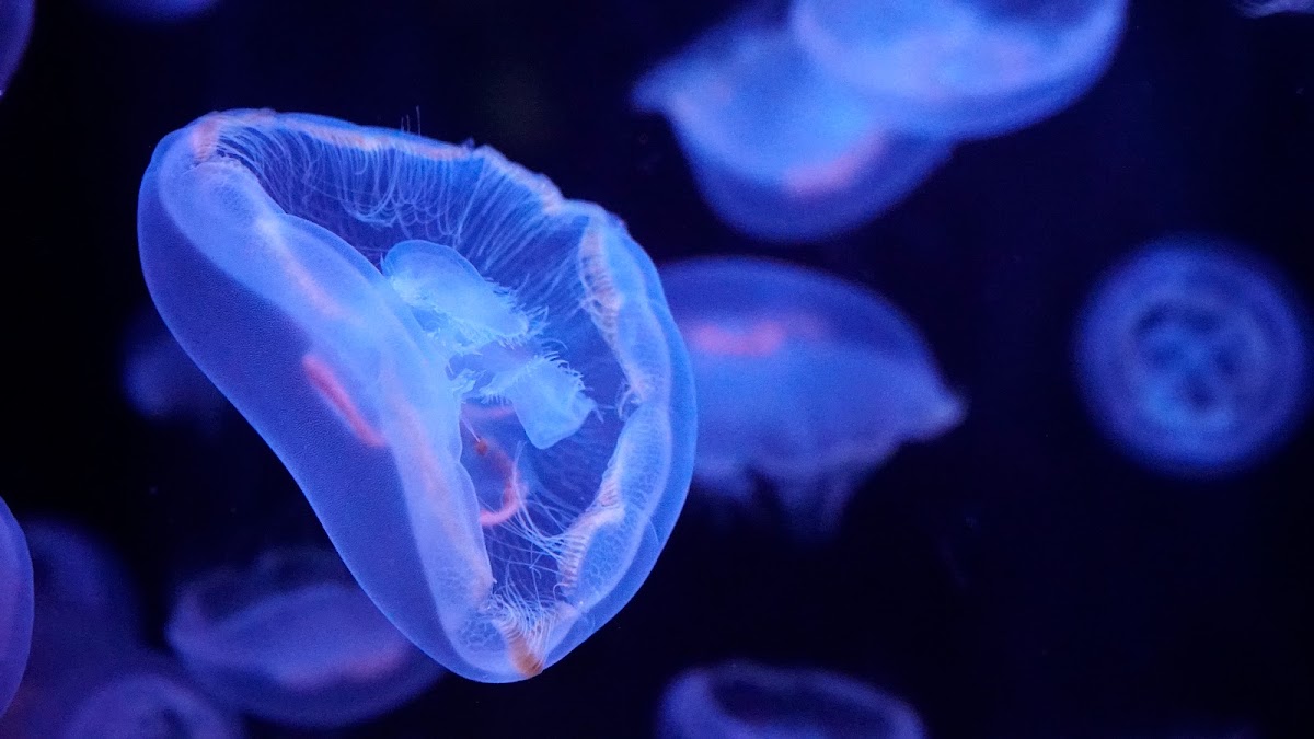 Aquarium de Paris — Visiter un Aquarium — Paris