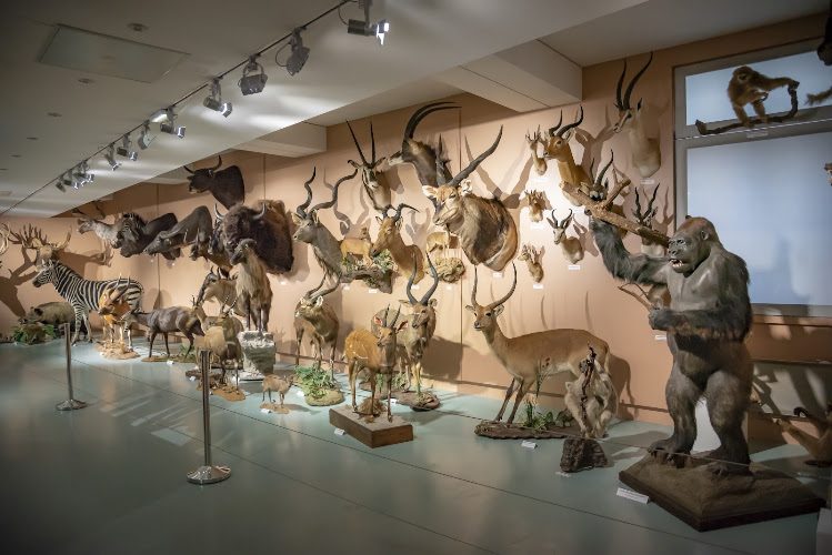 Muséum d'Histoire Naturelle de Tours - vivarium et animaux vivants - Musées d'histoire naturelle - Tours