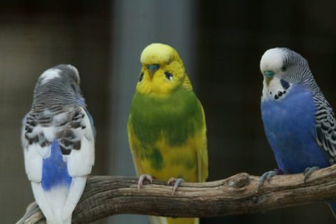 Parc Animalier des Gorges de l'Ardèche — Visite d'un Zoo / Parc zoologique — Vagnas