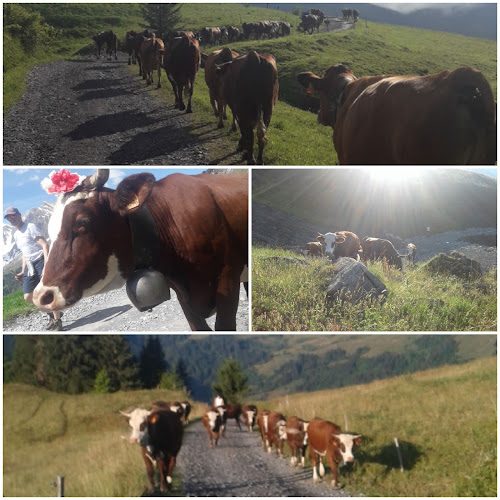 GAEC La Tête du Torraz - visite de ferme et alpage face au Mont-Blanc - Cueillette & Agritourisme - Flumet