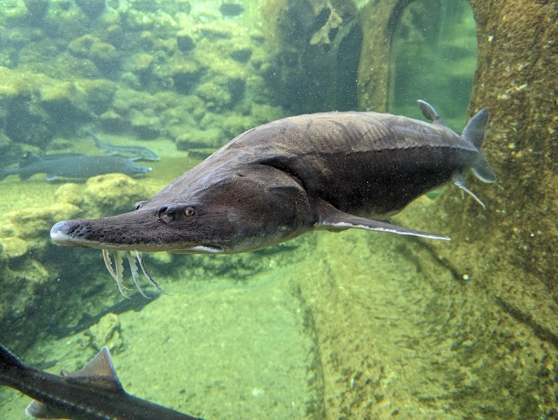 Aquarium Périgord Noir — Visiter un Aquarium — Le Bugue