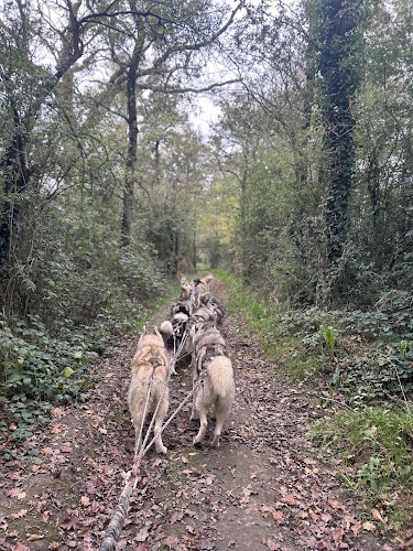 Cani-tout tout — Cani-Rando — Le Bignon-du-Maine