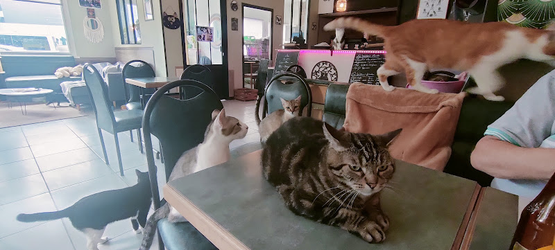 Au Bon’Eure des Chats
