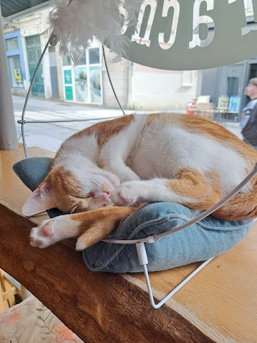 Bar à chat Cats And Cookies